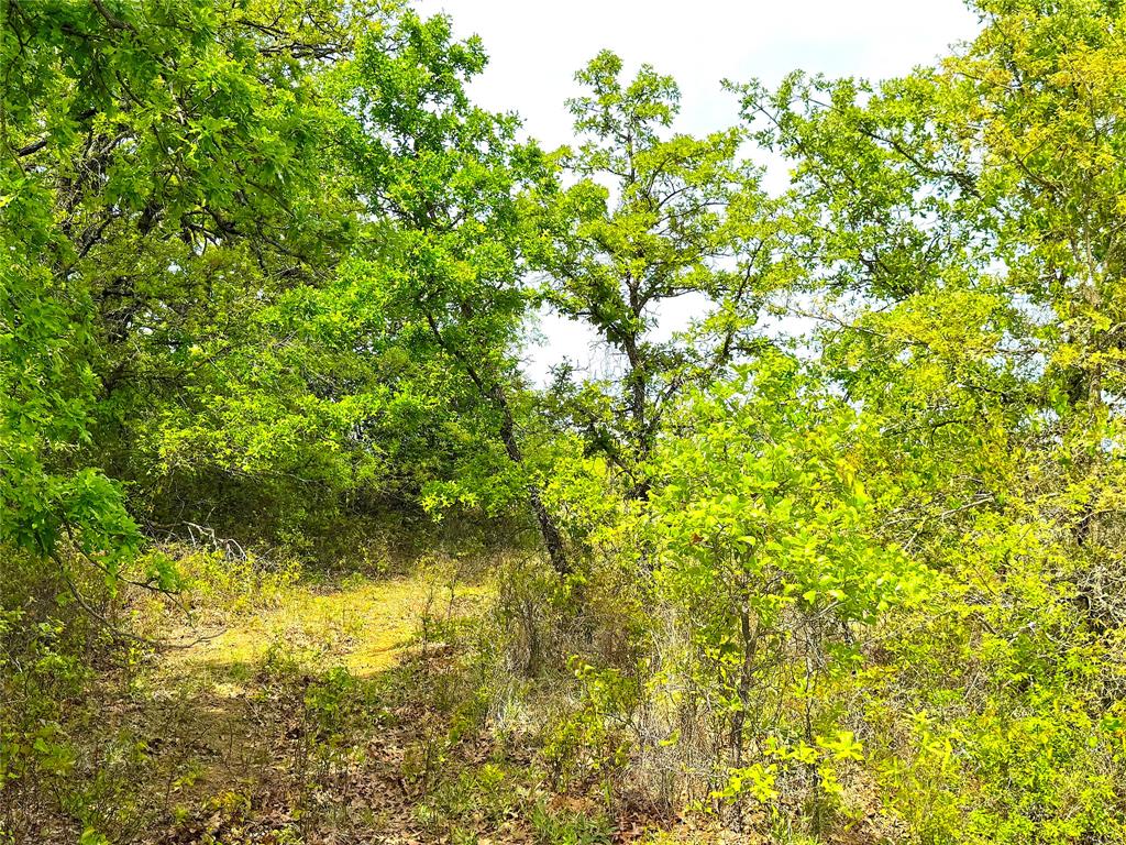 17101 Farm To Market 920 Poolville, TX 76487 - Photo 27 of 40 a view of a small yard with plants