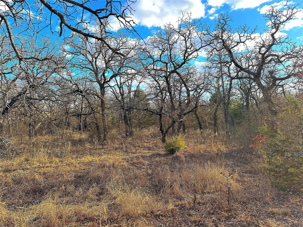 17101 Farm To Market 920 Poolville, TX 76487 - Photo 29 of 40 a view of bushes and trees