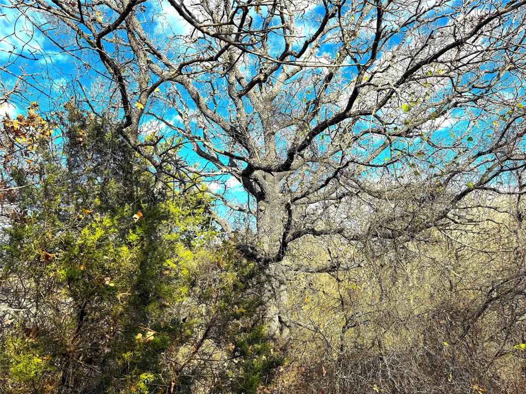 17101 Farm To Market 920 Poolville, TX 76487 - Photo 3 of 40 a picture of tree