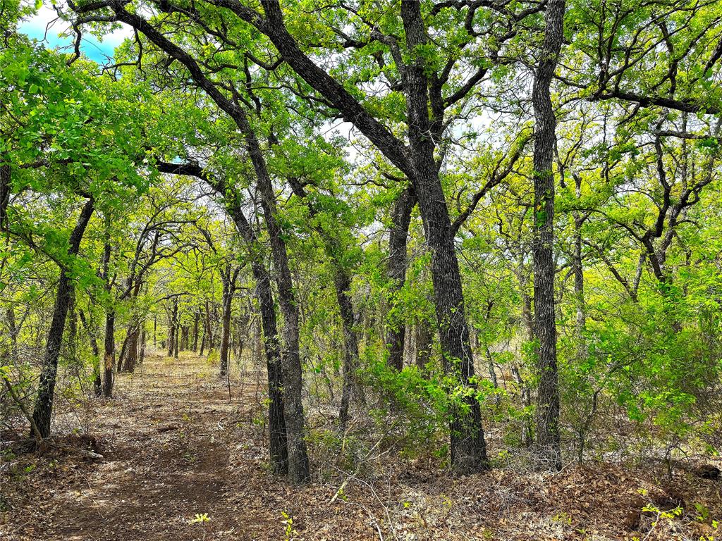 17101 Farm To Market 920 Poolville, TX 76487 - Photo 35 of 40 a view of outdoor space and trees