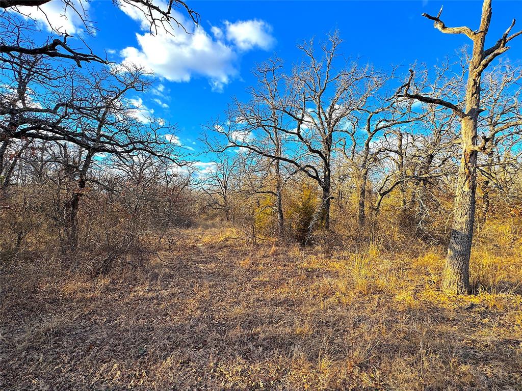 17101 Farm To Market 920 Poolville, TX 76487 - Photo 35 of 40 a view of a yard with plants and trees