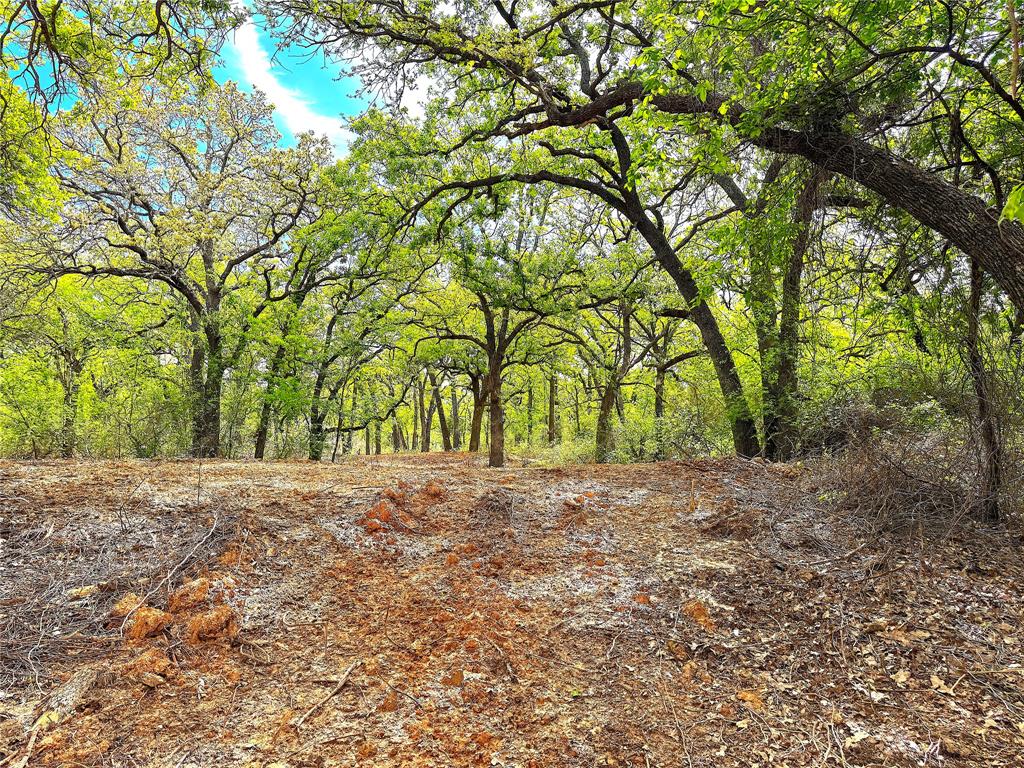 17101 Farm To Market 920 Poolville, TX 76487 - Photo 7 of 40 a view of a yard with a tree
