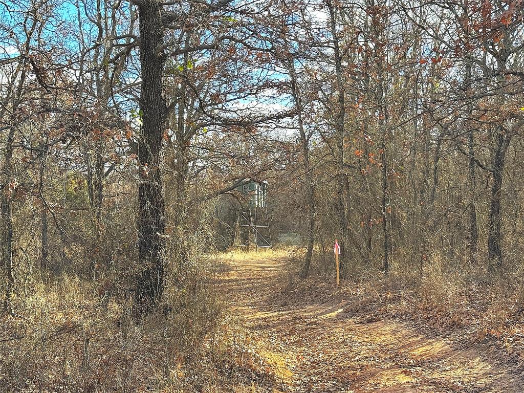 17101 Farm To Market 920 Poolville, TX 76487 - Photo 10 of 40 a view of a yard with a tree