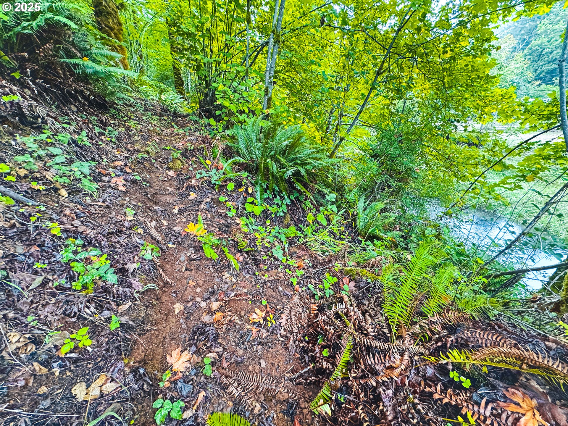 Vaughn Road, Unit TL2000 Veneta, OR 97487 - Photo 12 of 45 a backyard of a house