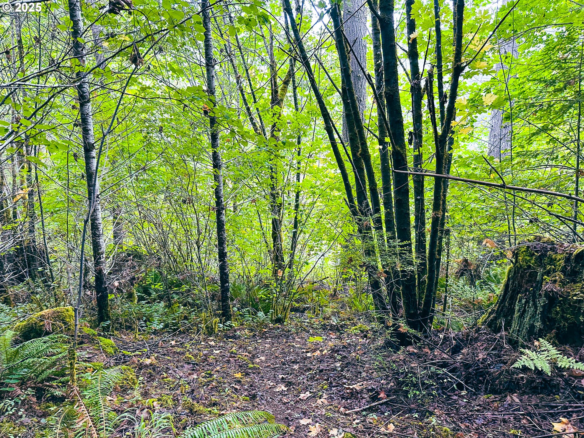 Vaughn Road, Unit TL2000 Veneta, OR 97487 - Photo 14 of 45 a view of outdoor space and garden