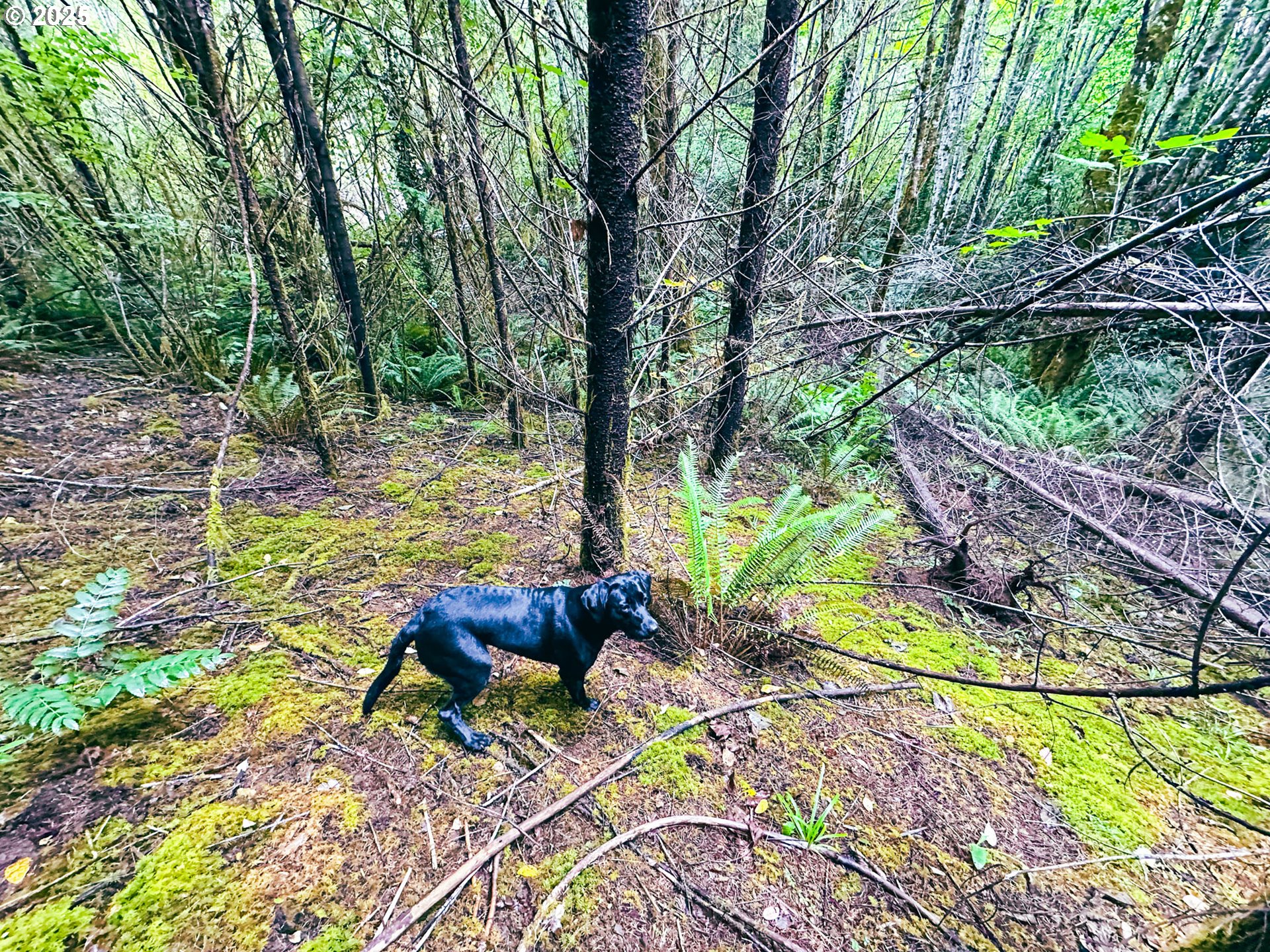 Vaughn Road, Unit TL2000 Veneta, OR 97487 - Photo 15 of 45 a view of a yard with furniture