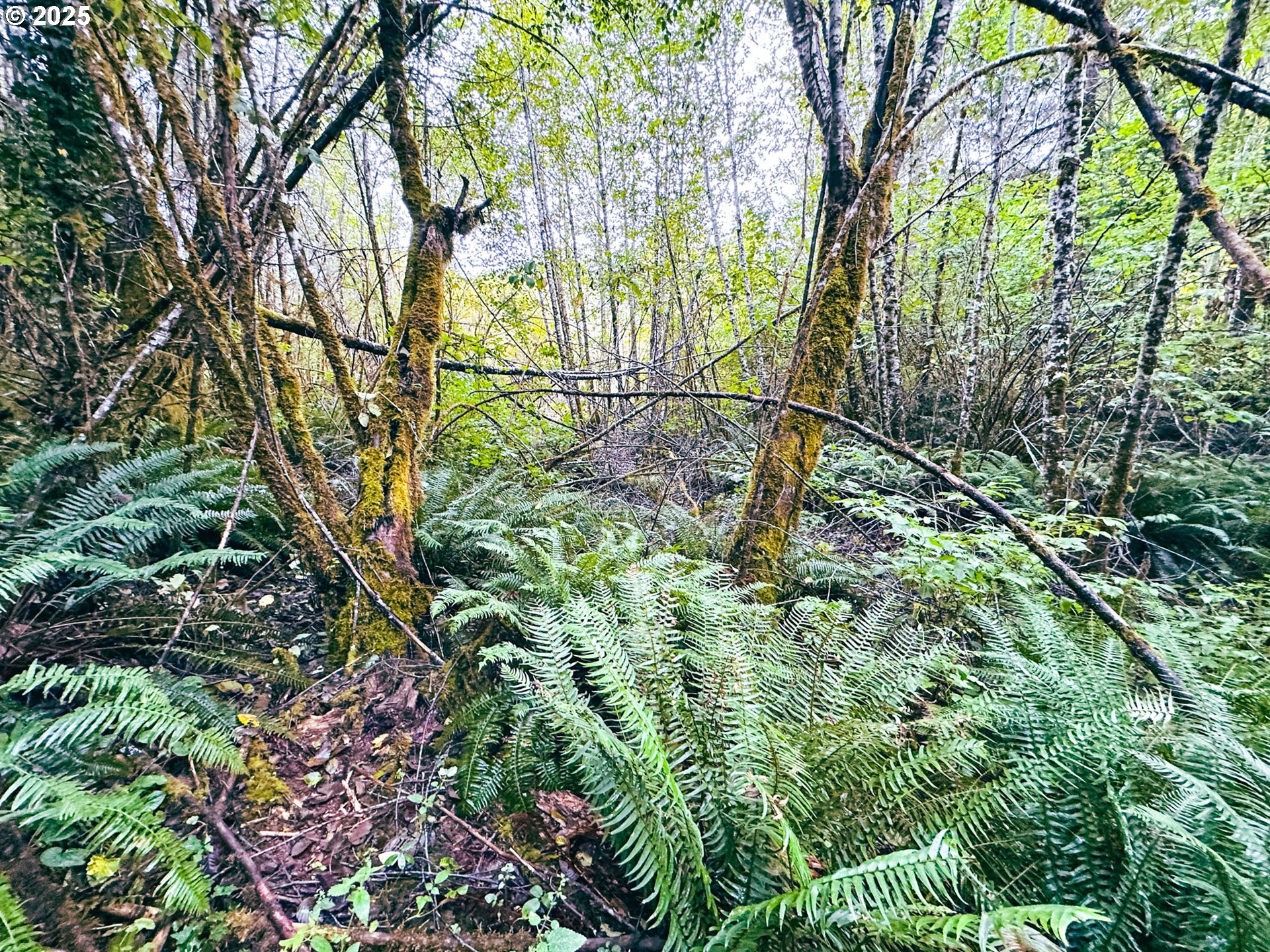 Vaughn Road, Unit TL2000 Veneta, OR 97487 - Photo 16 of 45 a view of a yard with flower plants