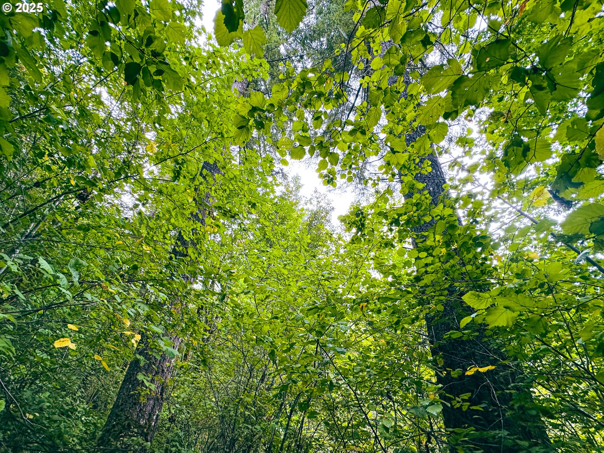 Vaughn Road, Unit TL2000 Veneta, OR 97487 - Photo 17 of 45 a view of a plant