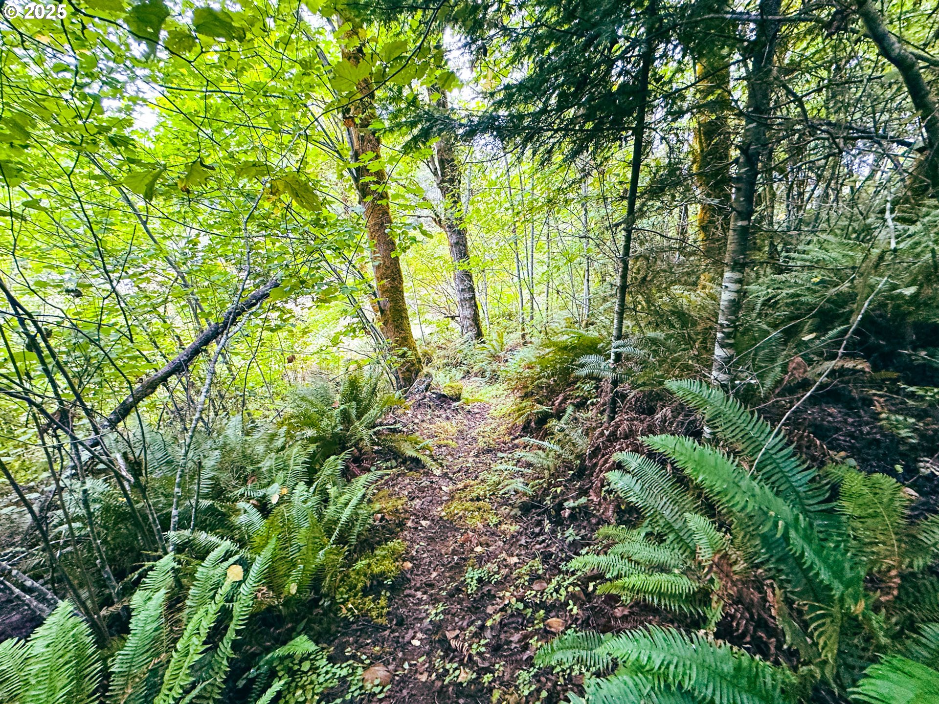 Vaughn Road, Unit TL2000 Veneta, OR 97487 - Photo 2 of 45 a backyard of a house with lots of trees
