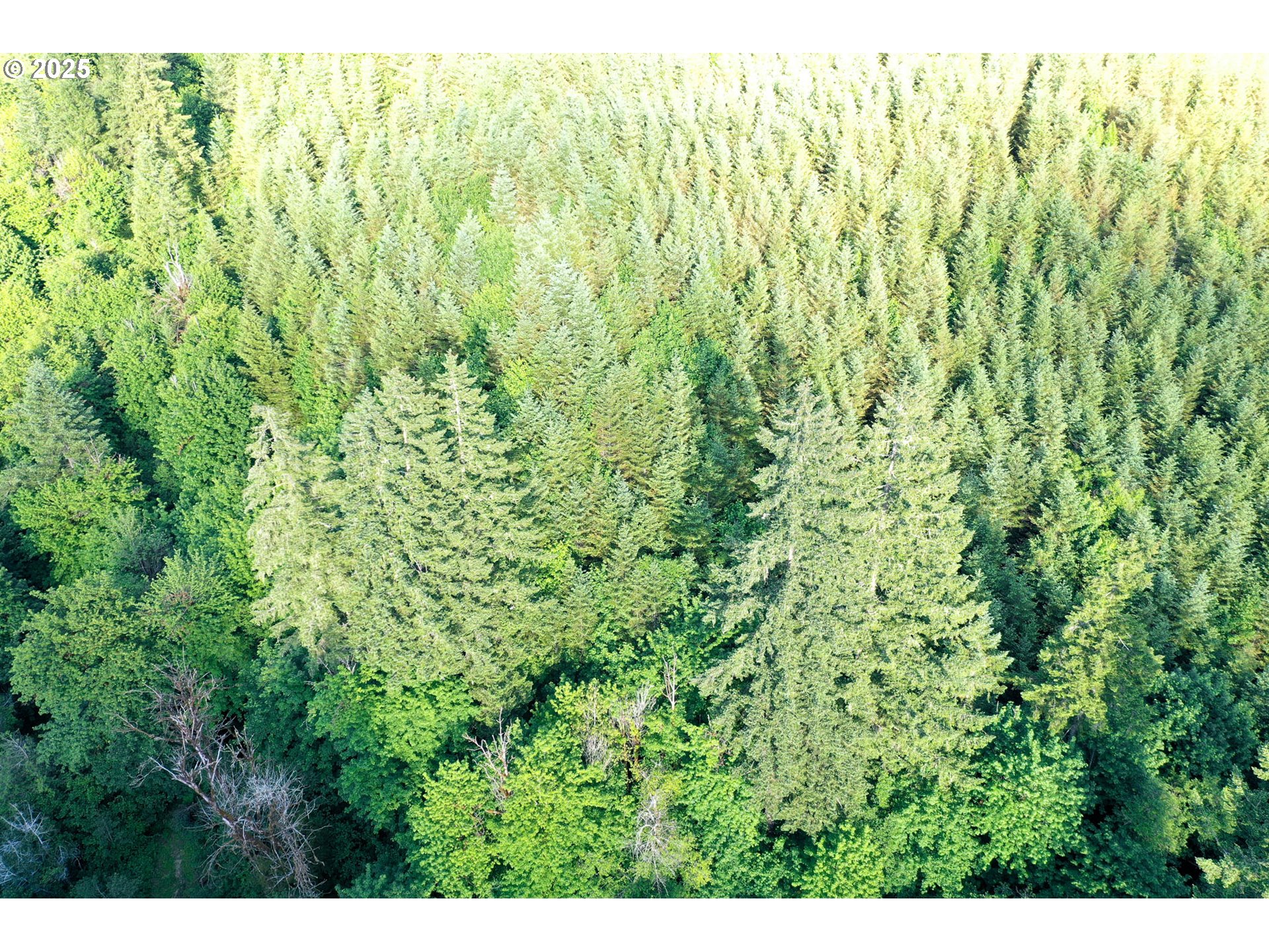 Vaughn Road, Unit TL2000 Veneta, OR 97487 - Photo 23 of 45 a view of a lush green field
