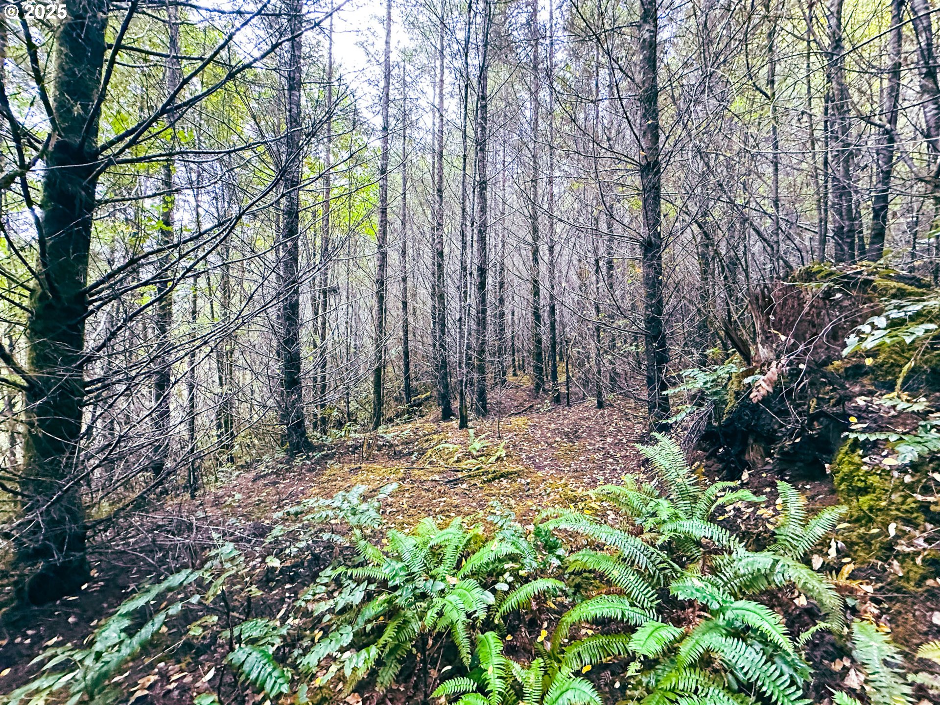 Vaughn Road, Unit TL2000 Veneta, OR 97487 - Photo 28 of 45 a backyard of a house with lots of green space