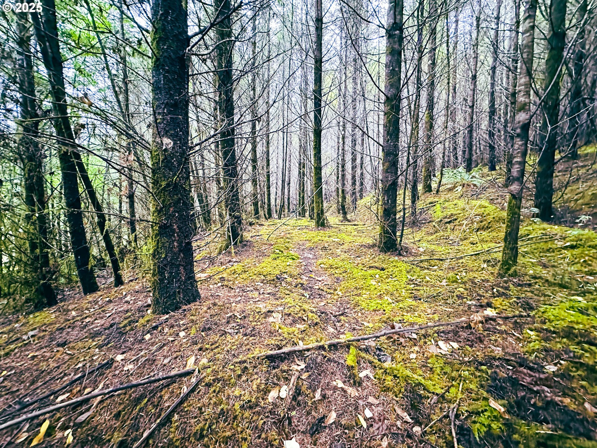 Vaughn Road, Unit TL2000 Veneta, OR 97487 - Photo 30 of 45