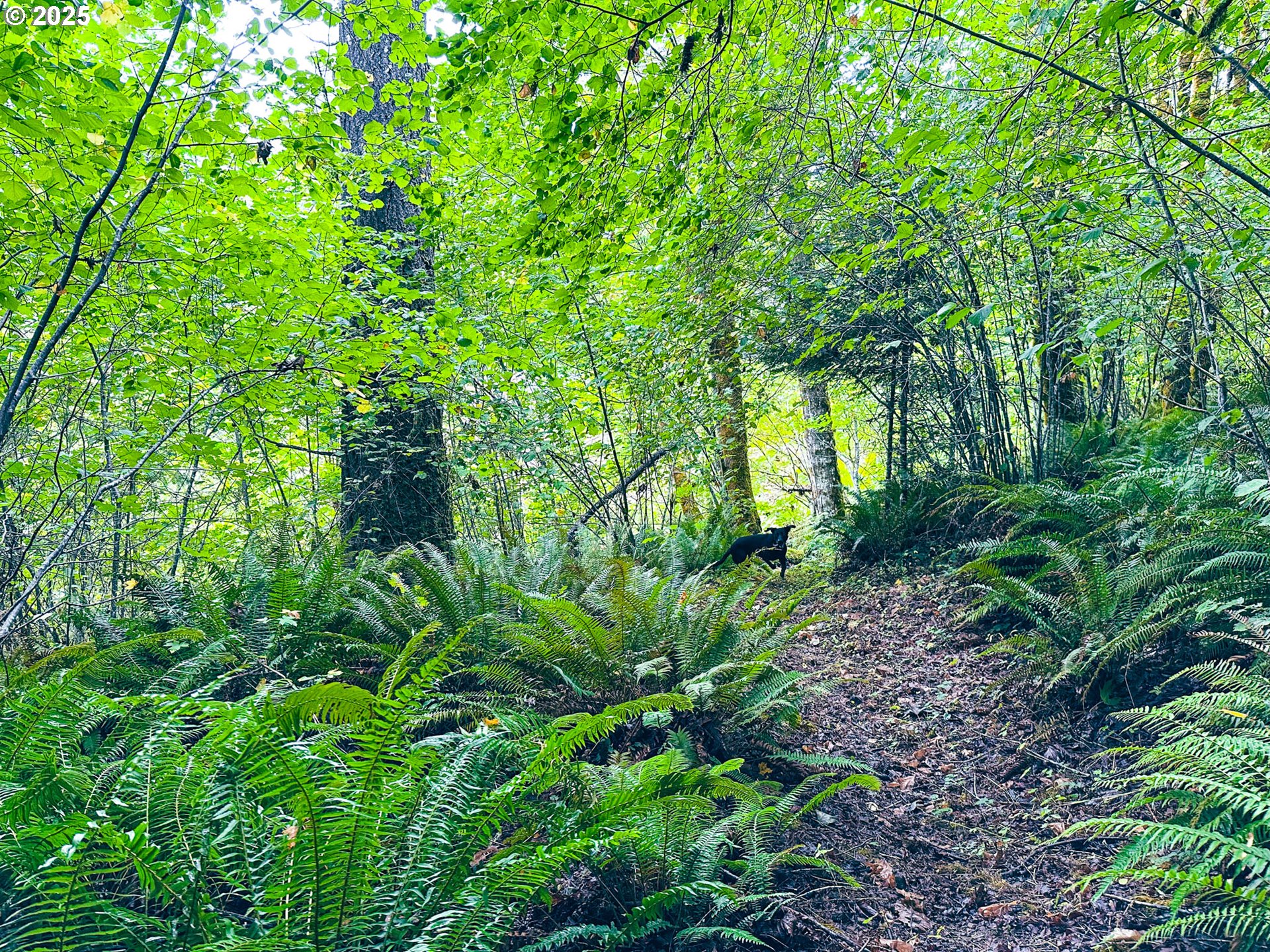 Vaughn Road, Unit TL2000 Veneta, OR 97487 - Photo 3 of 45 a backyard of a house with lots of green space