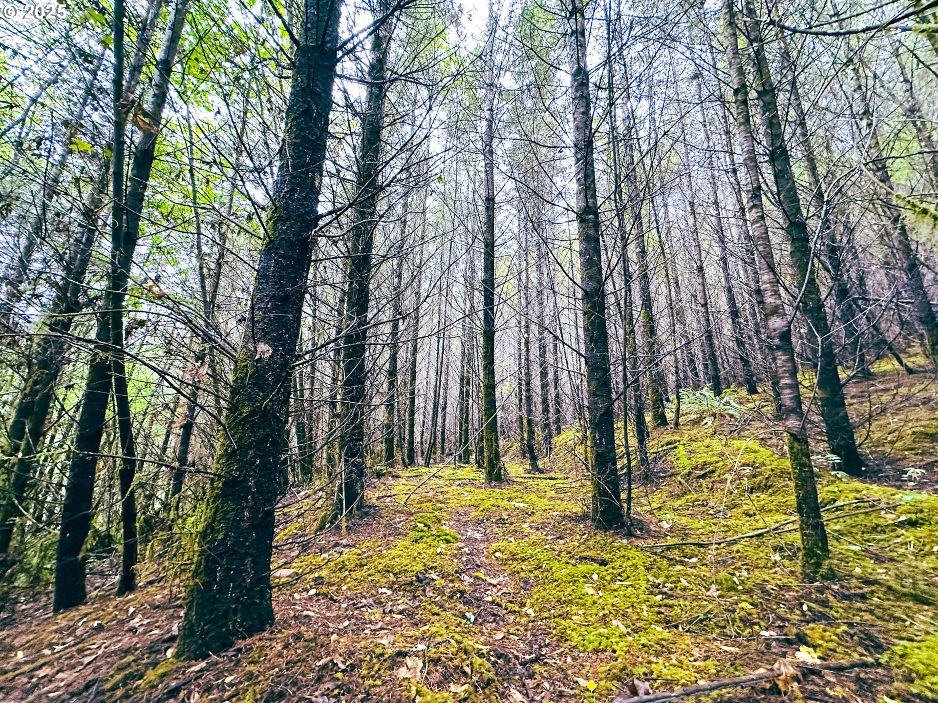 Vaughn Road, Unit TL2000 Veneta, OR 97487 - Photo 31 of 45 a view of a yard with trees