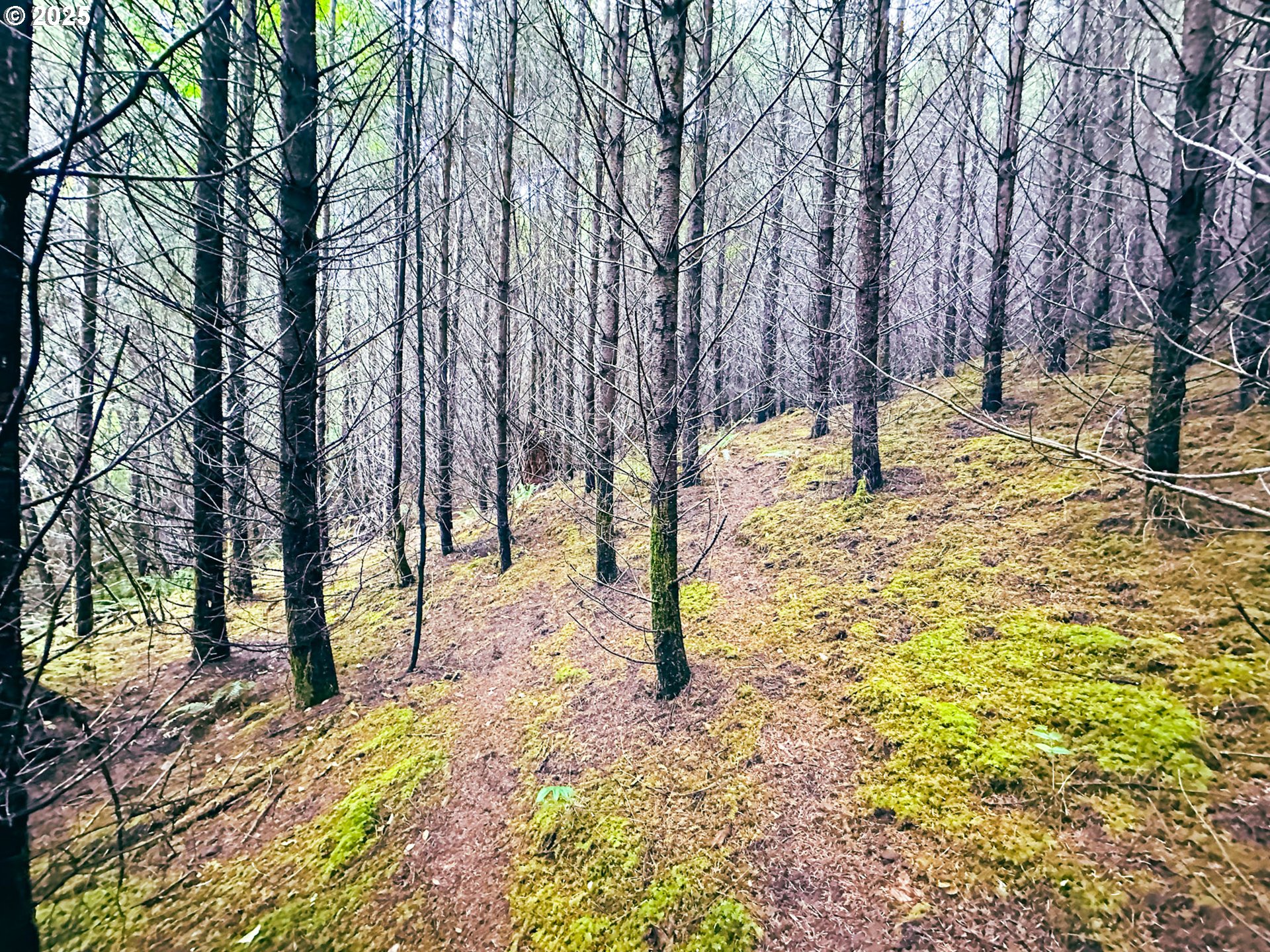Vaughn Road, Unit TL2000 Veneta, OR 97487 - Photo 34 of 45 a view of a yard with trees