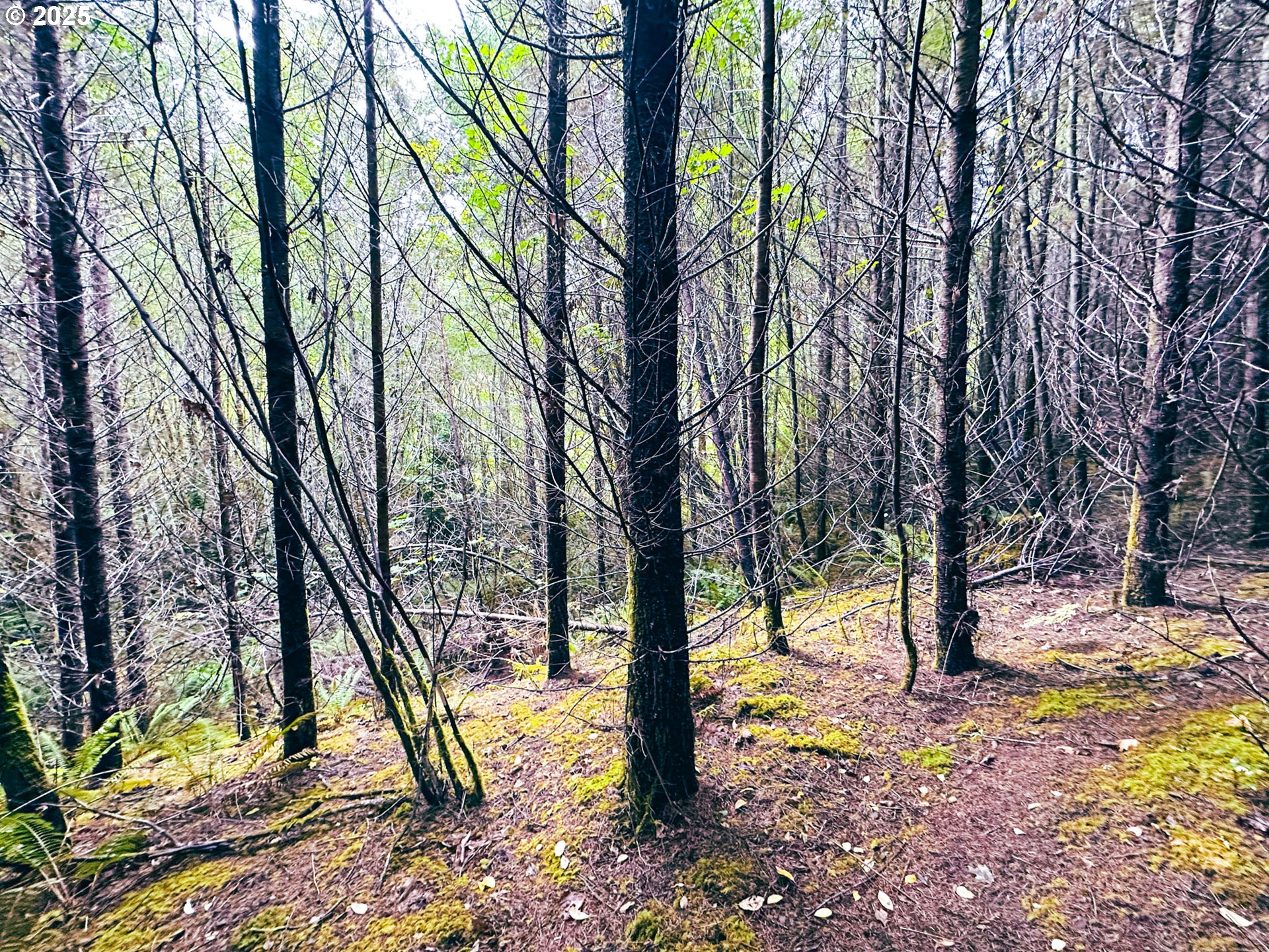 Vaughn Road, Unit TL2000 Veneta, OR 97487 - Photo 35 of 45 a view of outdoor space with lots of trees