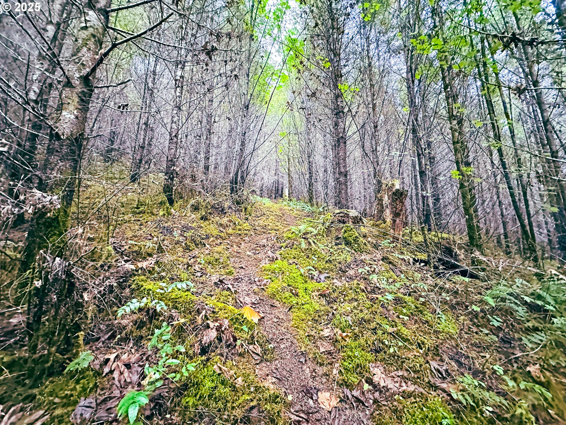 Vaughn Road, Unit TL2000 Veneta, OR 97487 - Photo 36 of 45 a backyard of a house with a large tree