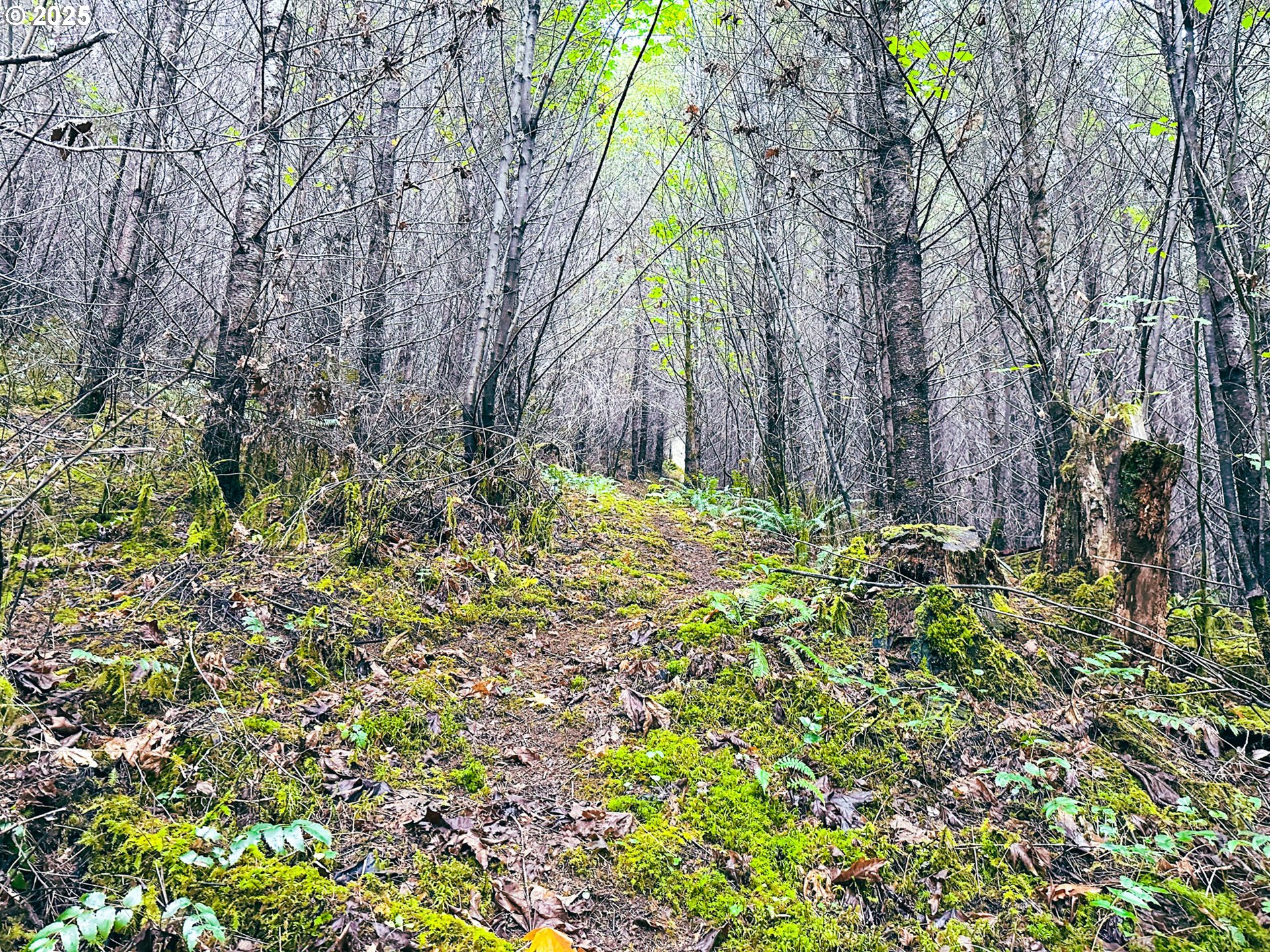 Vaughn Road, Unit TL2000 Veneta, OR 97487 - Photo 37 of 45