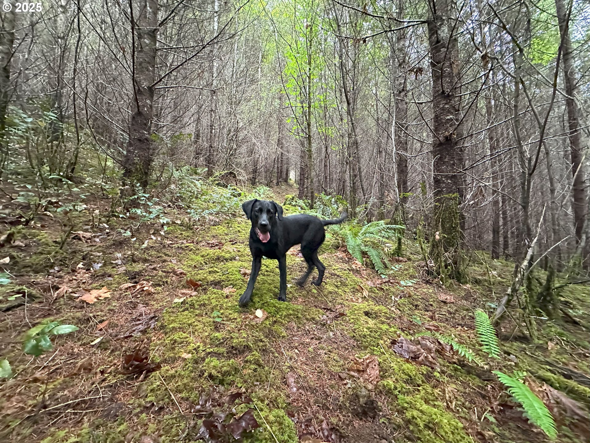 Vaughn Road, Unit TL2000 Veneta, OR 97487 - Photo 38 of 45 a view of yard with couple of trees