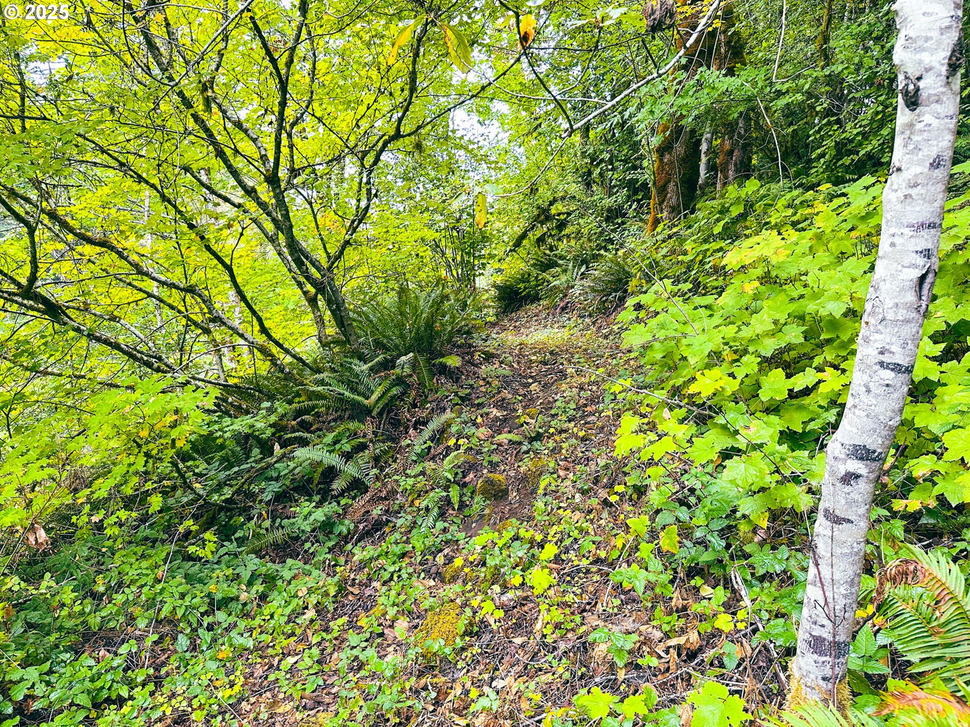Vaughn Road, Unit TL2000 Veneta, OR 97487 - Photo 4 of 45 a backyard of a house with lots of green space