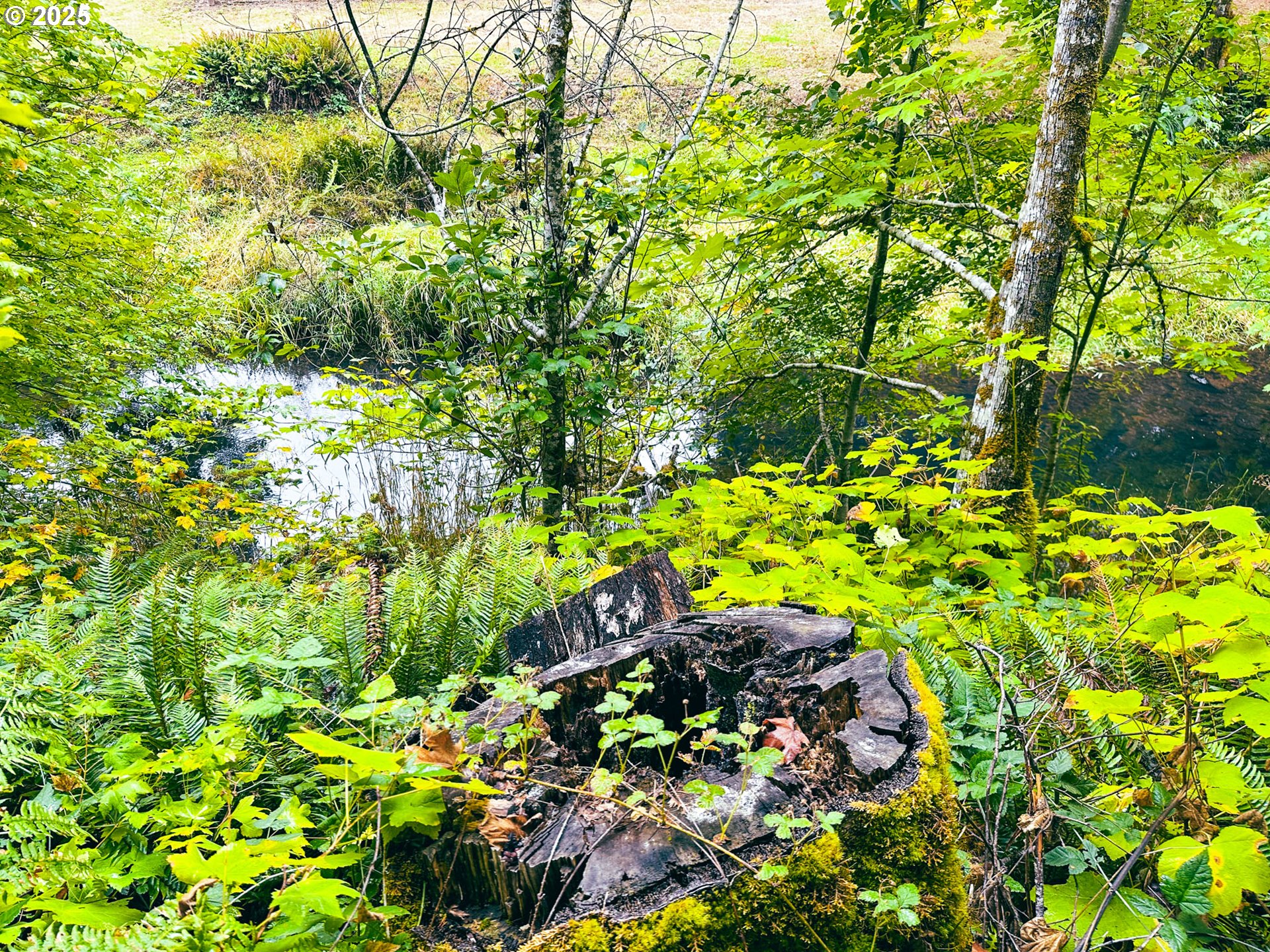 Vaughn Road, Unit TL2000 Veneta, OR 97487 - Photo 7 of 45 a view of a tree