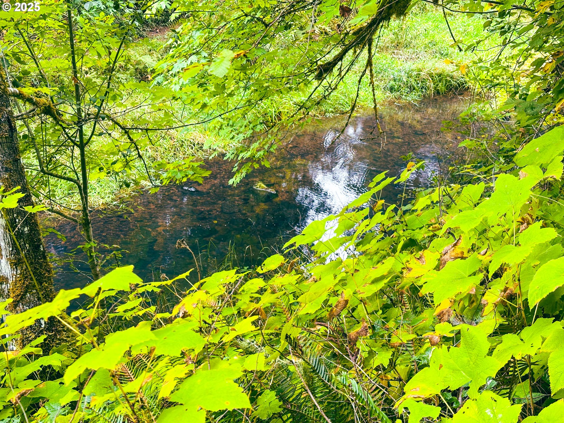 Vaughn Road, Unit TL2000 Veneta, OR 97487 - Photo 8 of 45 a backyard of a house with lots of green space