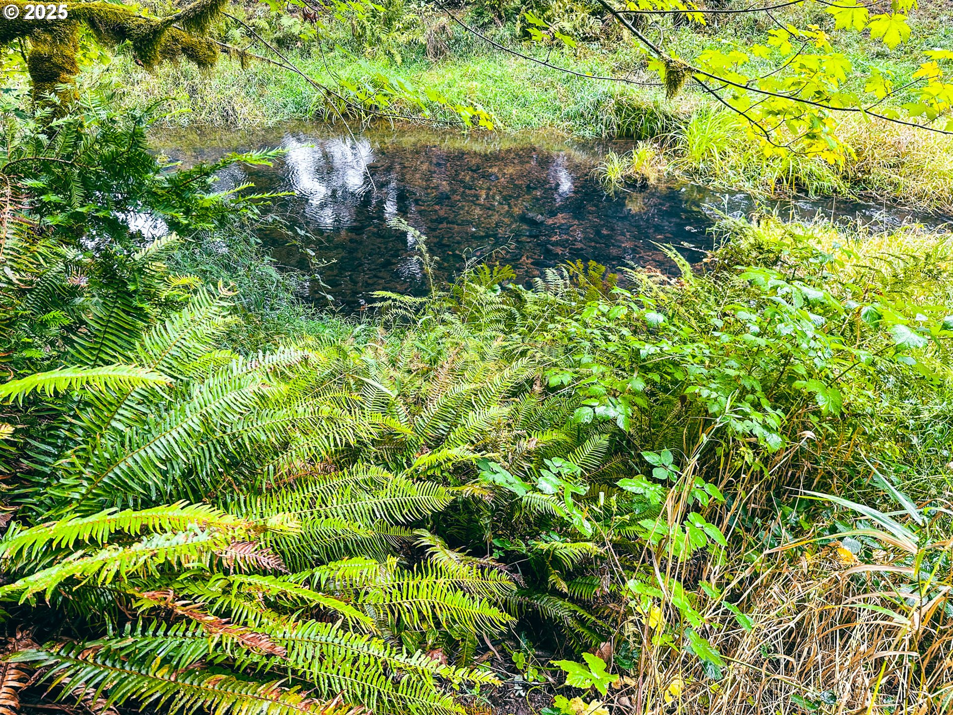 Vaughn Road, Unit TL2000 Veneta, OR 97487 - Photo 10 of 45 a backyard of a house with lots of green space