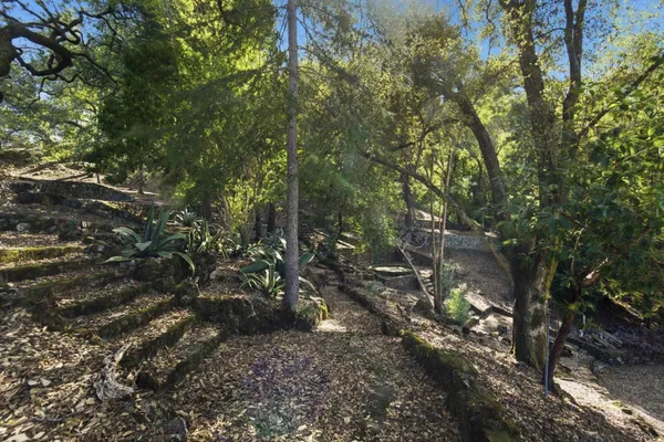 a view of a forest with lots of trees