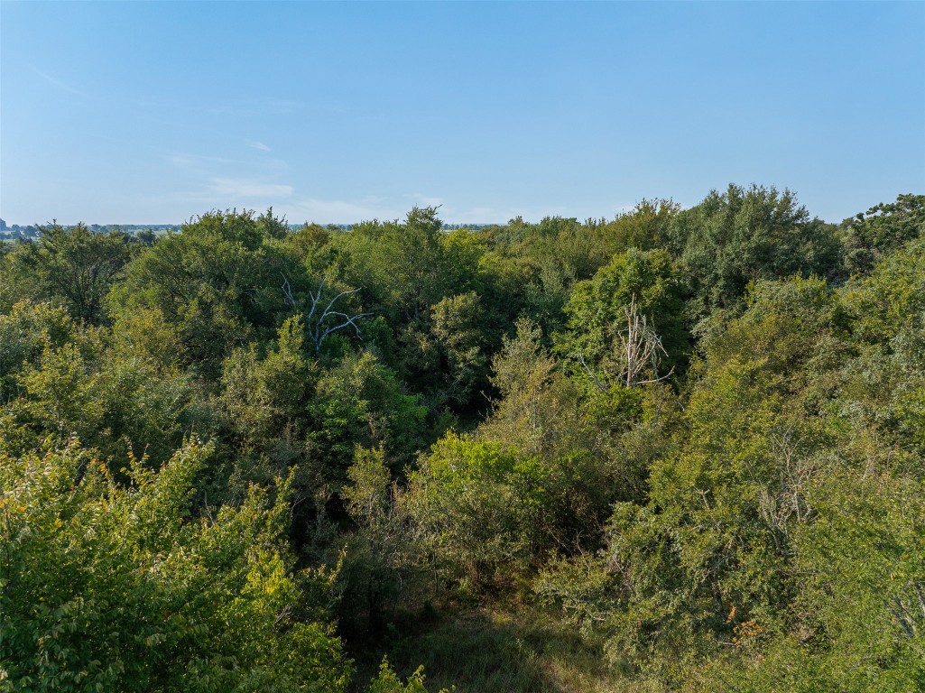 1644 Calvert Tx 77837 Calvert, TX 77837 - Photo 5 of 17 View of woods