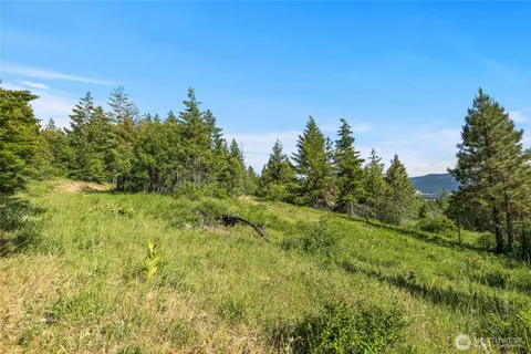 a view of a big yard with large trees