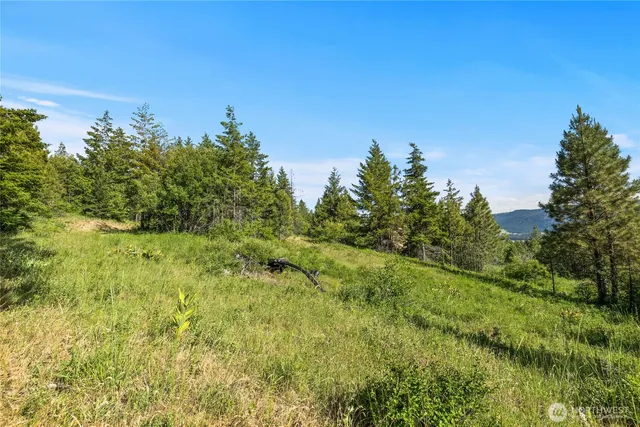 a view of a big yard with large trees