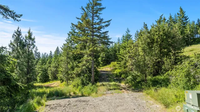 a view of a garden with plants and large trees