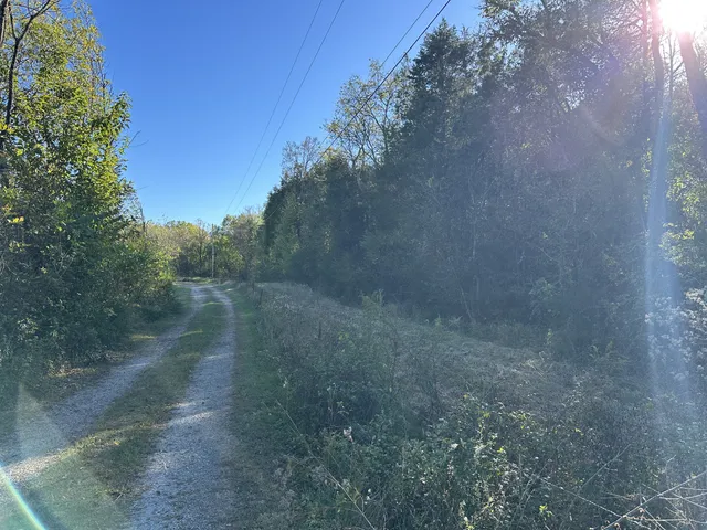 a view of a yard with a trees