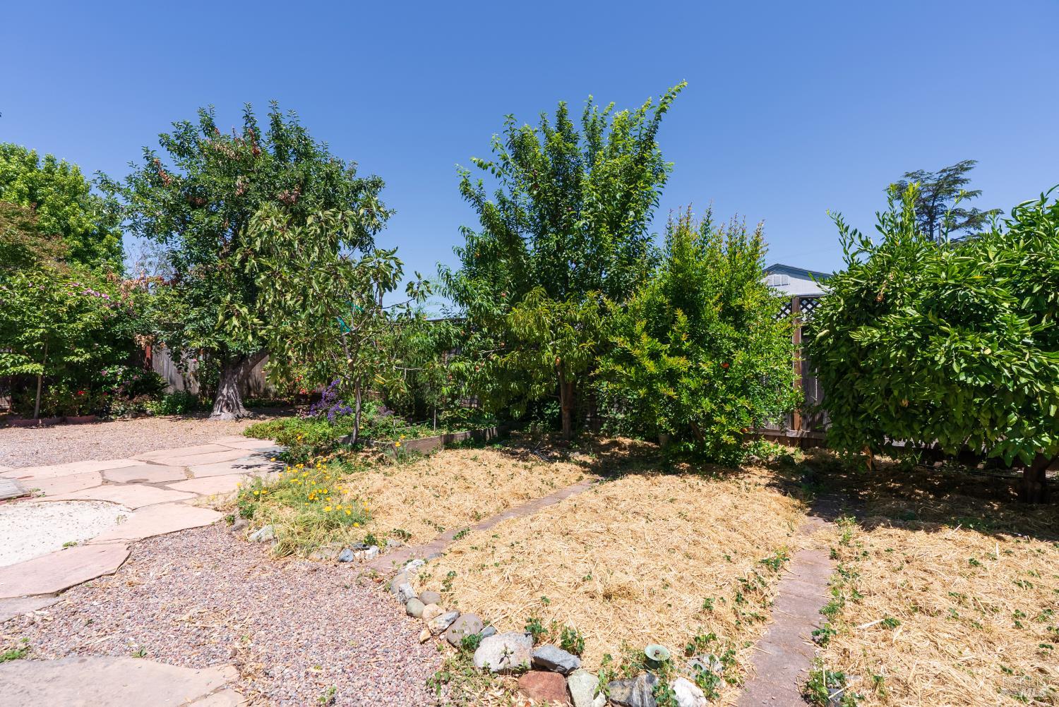 1563 Shay Avenue Santa Rosa, CA 95401 - Photo 35 of 39 Mature fruit trees galore! Bushels of fruit!
