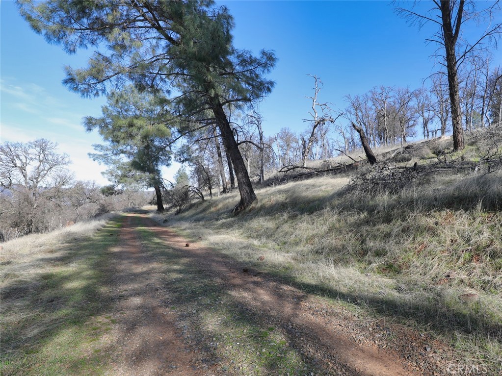 19755 Grange Road Middletown, CA 95461 - Photo 19 of 45 a view of a tree in middle of the forest