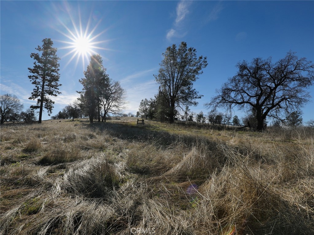 19755 Grange Road Middletown, CA 95461 - Photo 27 of 45 a view of a yard with a tree