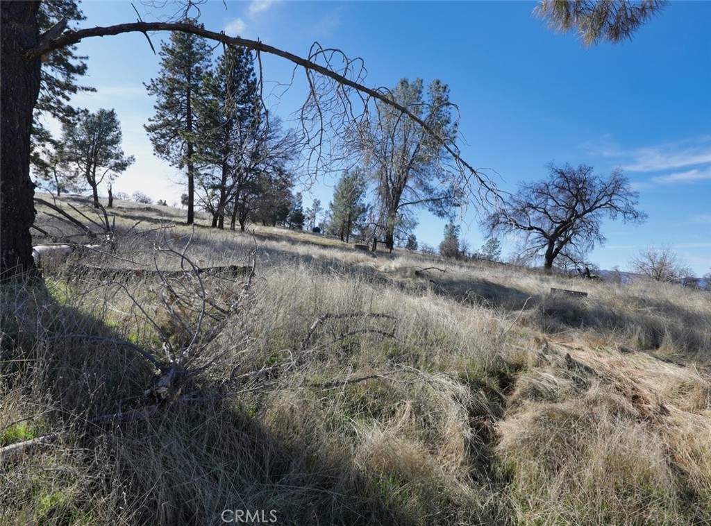 19755 Grange Road Middletown, CA 95461 - Photo 30 of 45 a view of a yard with a tree