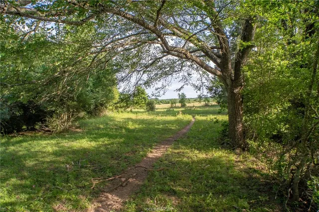 a view of a yard with large trees