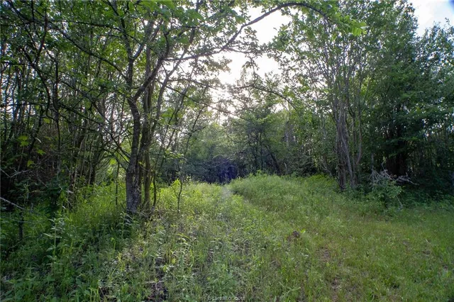 a view of a lush green forest