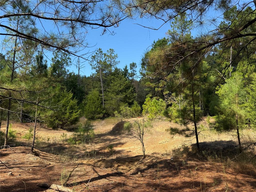 154 St Quitman Tx 75783 Quitman, TX 75783 - Photo 11 of 35 a view of a yard