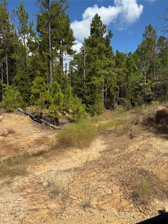 154 St Quitman Tx 75783 Quitman, TX 75783 - Photo 12 of 35 a view of a yard with an trees