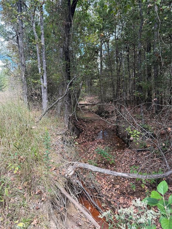154 St Quitman Tx 75783 Quitman, TX 75783 - Photo 14 of 35 a view of a forest filled with trees