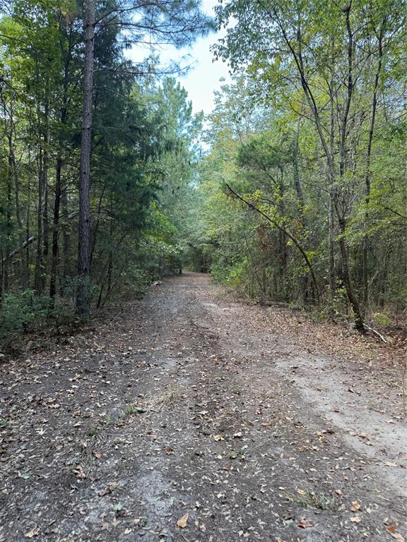 154 St Quitman Tx 75783 Quitman, TX 75783 - Photo 26 of 35 a view of a forest with trees in the background