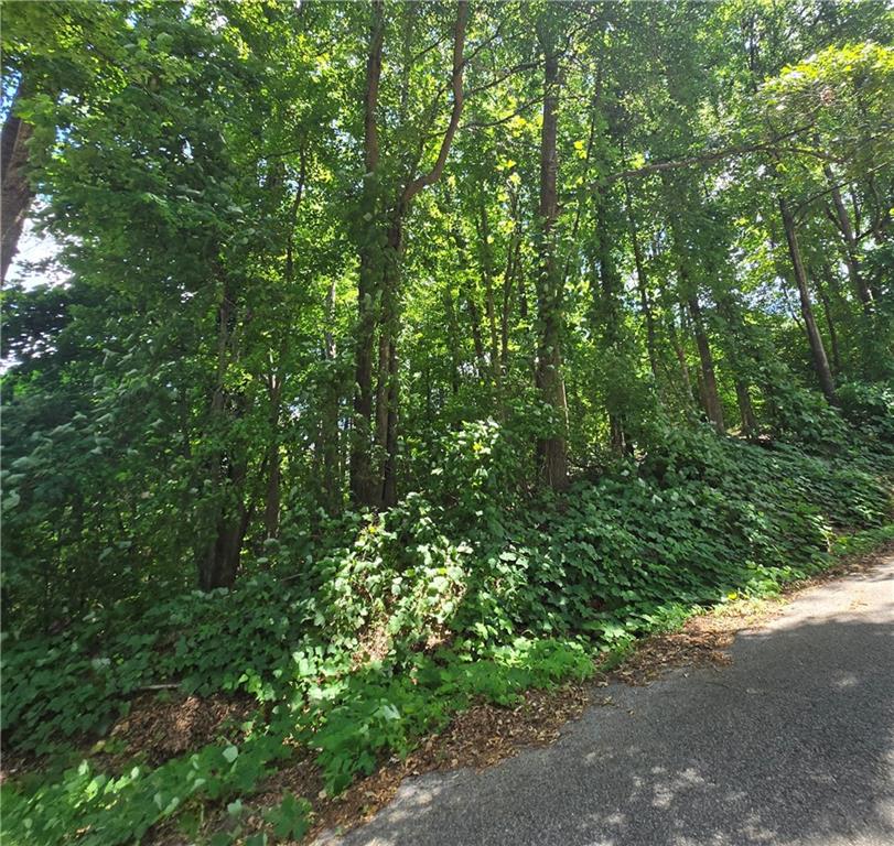 a view of a lush green forest