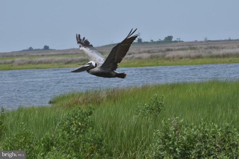 Tylerton Road Tylerton, MD 21866 - Photo 8 of 11 Brown Pelican