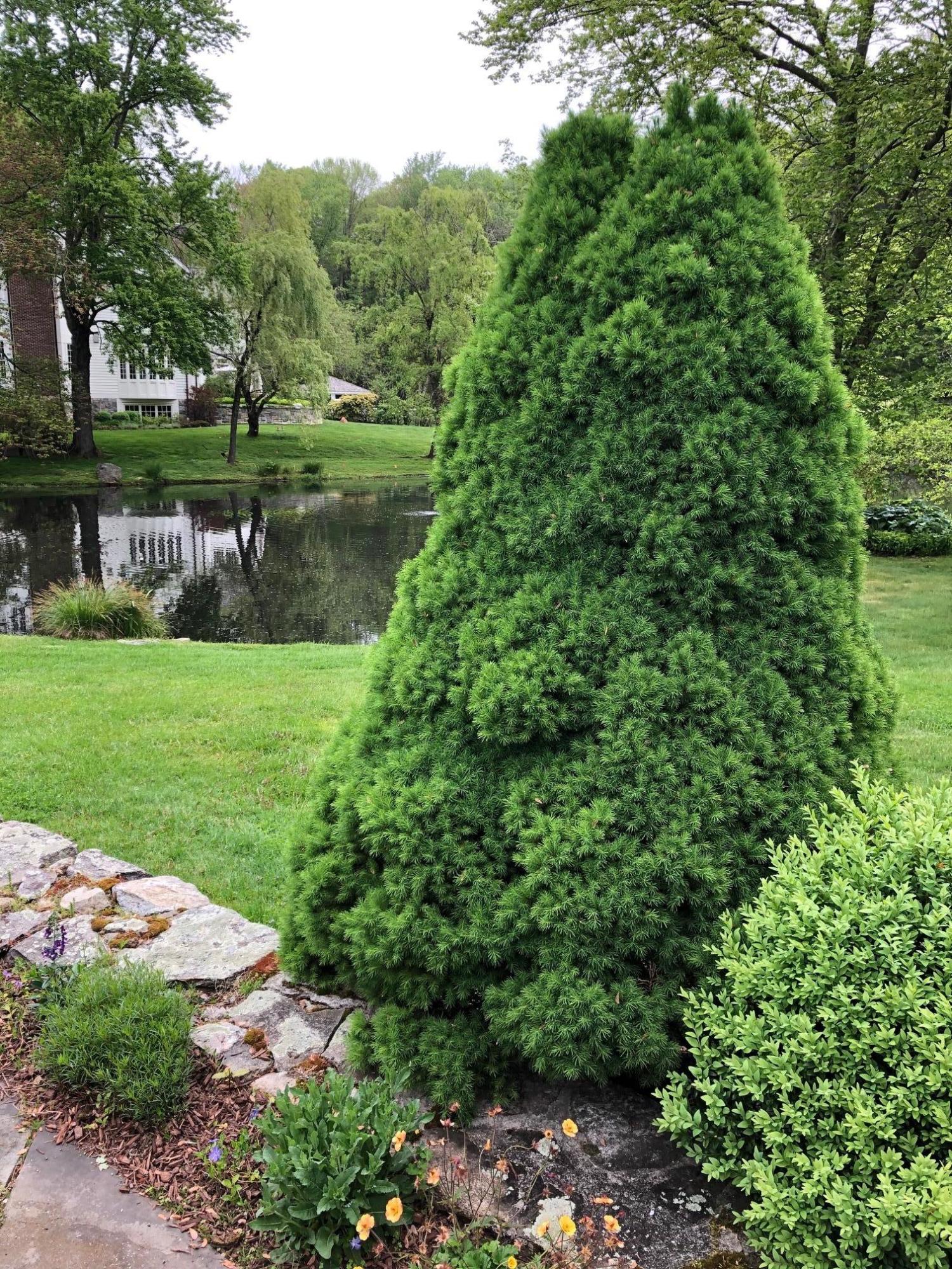 155 Michigan Road New Canaan, CT 06840 - Photo 35 of 40 a view of a lake with a yard and large trees