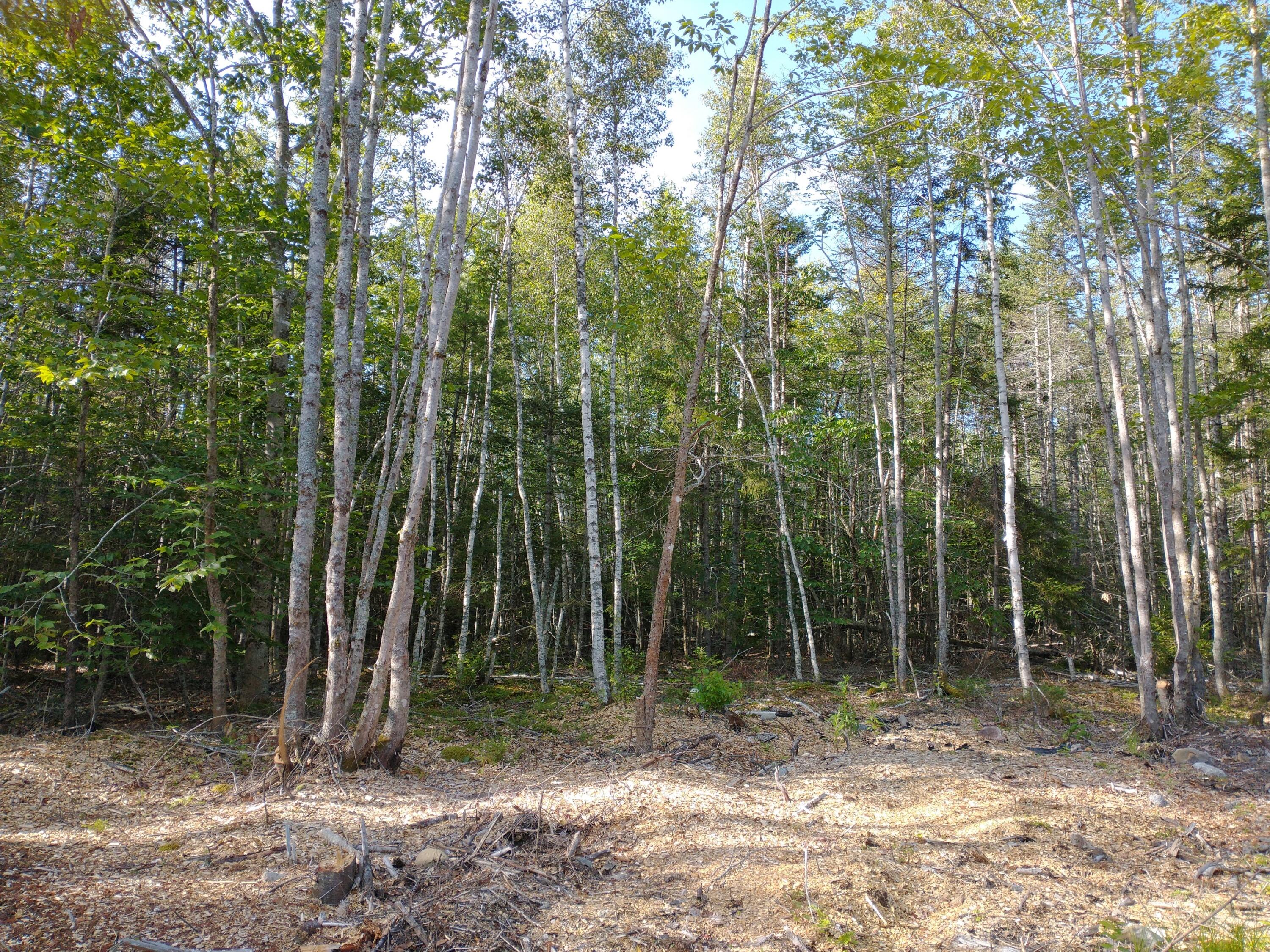 Lot 1 Sunset Hill Road Hancock, ME 04640 - Photo 12 of 23 IMG_20210729_081308651