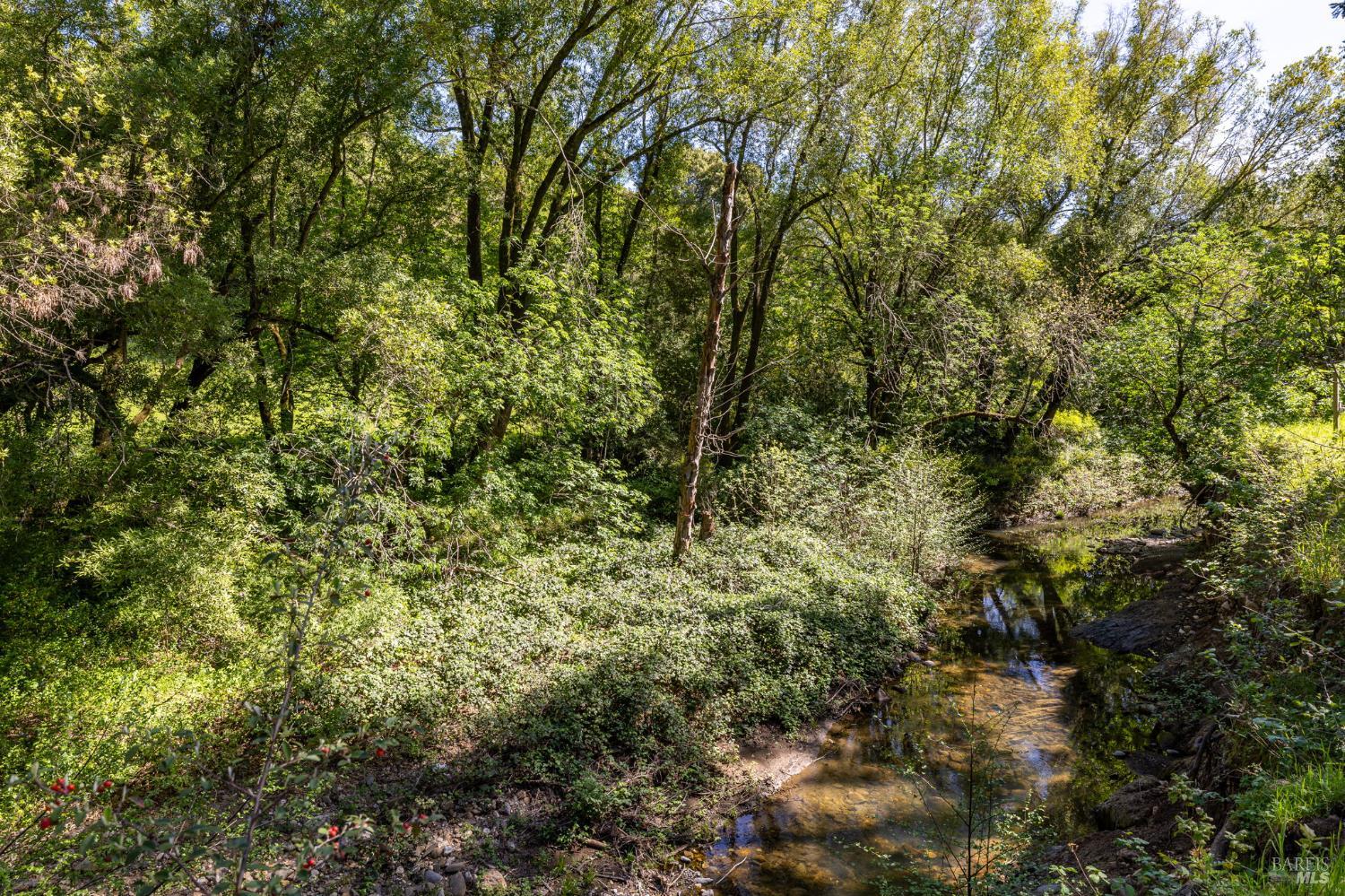 3320 Redwood Road Napa, CA 94558 - Photo 15 of 57 a view of a forest with lots of trees
