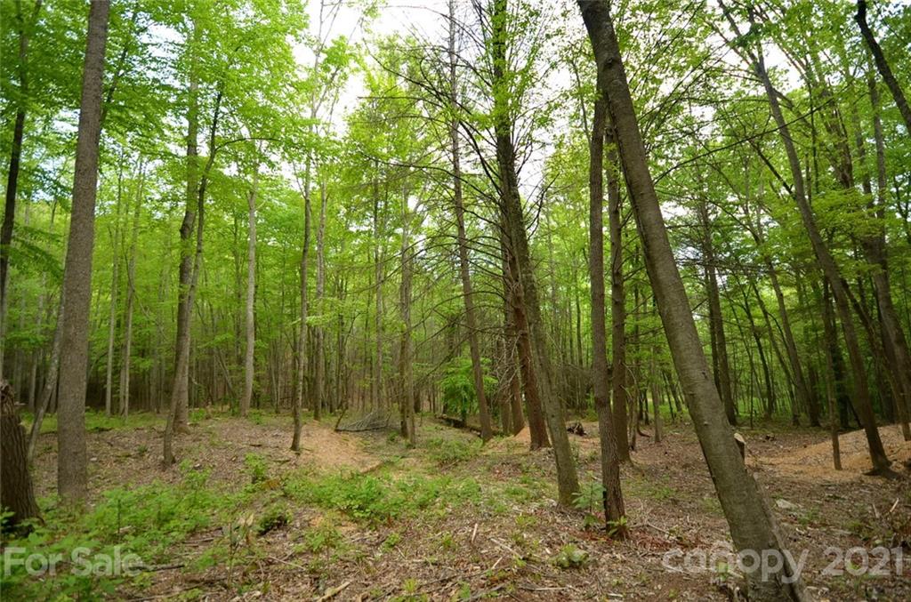 9999 Bishop Cove Road Fairview, NC 28730 - Photo 14 of 33 a view of outdoor space with lots of trees