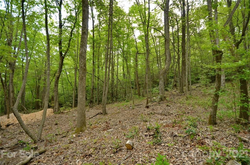 9999 Bishop Cove Road Fairview, NC 28730 - Photo 15 of 33 a view of outdoor space with lots of trees